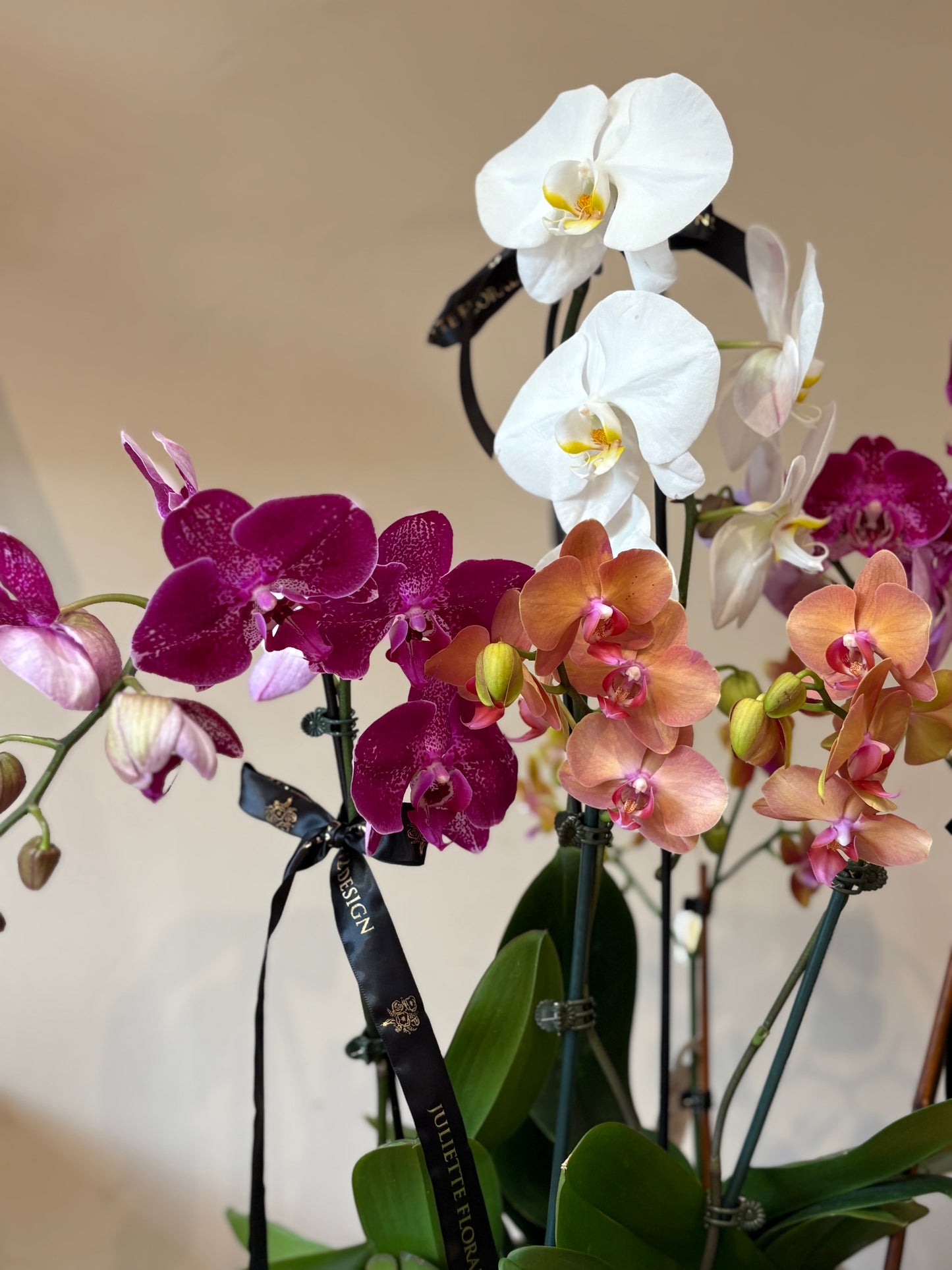 Orchid harmony