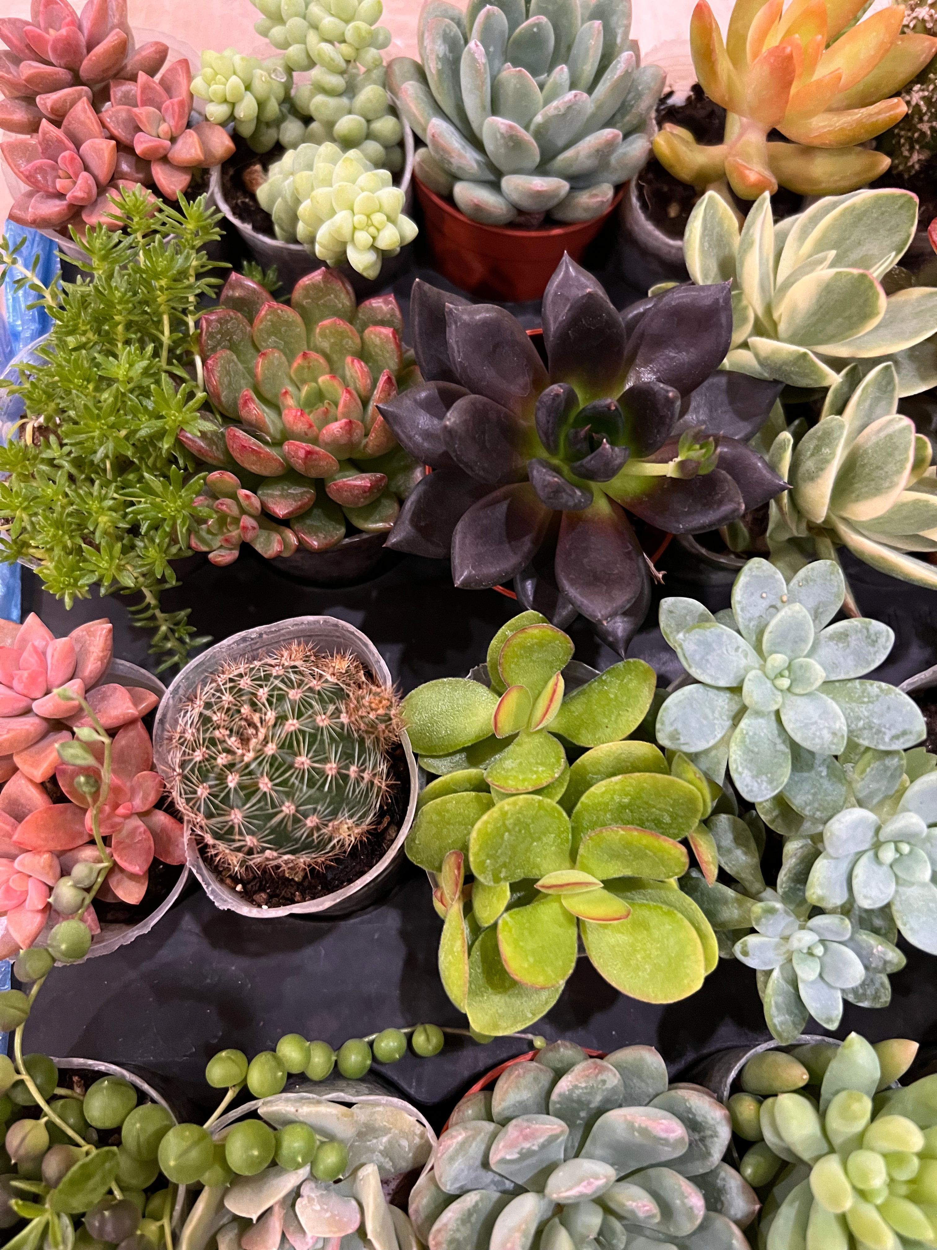 succulent delivery brooklyn Succulents mix