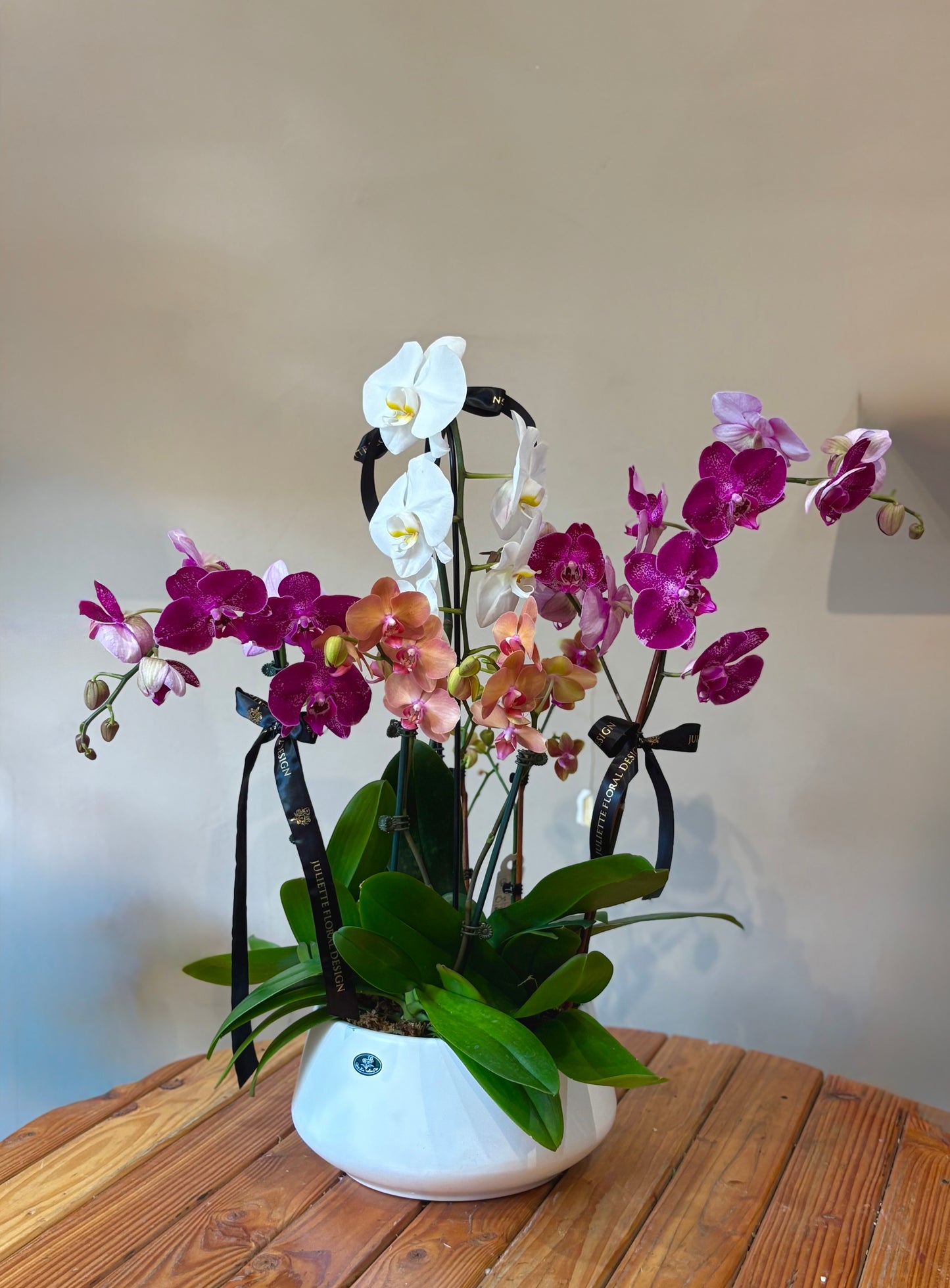 Orchid harmony